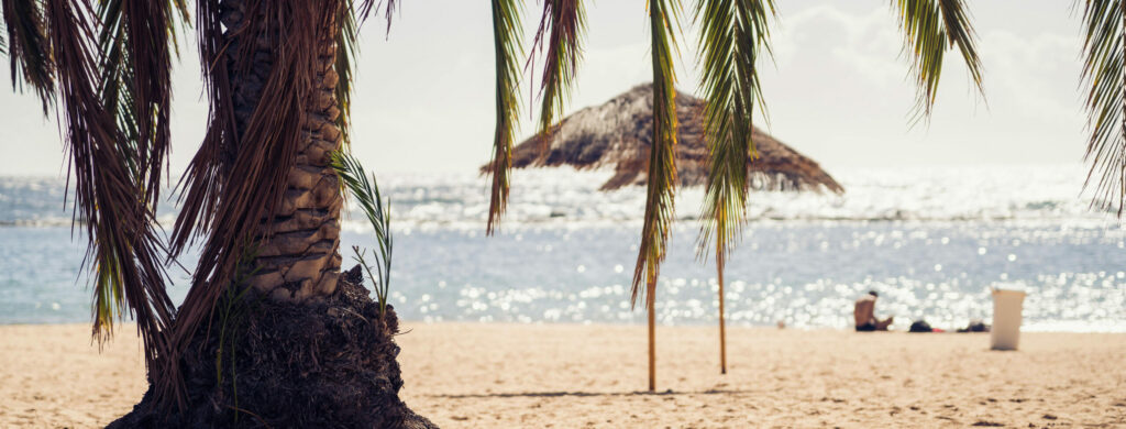 Piaszczysta plaża z palmą na pierwszym planie